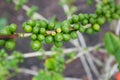Coffee tree with beans Royalty Free Stock Photo