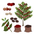 Coffee tree, coffee berries and beans. Set of isolated cartoon objects on white background