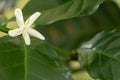 Coffee tree in bloom, macro tiny white flower like a star