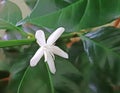 Coffee tree in bloom, macro tiny white flower like a star