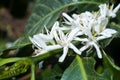 Coffee tree blossom with white color flower close up view. Coffea arÃÂ¡bica Guatemala.