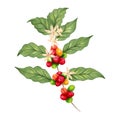 Coffee tree branch with beans and flower. The aroma of Robusta and Arabica varieties. Watercolor illustration. Clipart