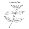 Coffee tree branch coffea arabica .