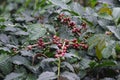 Coffee tree Coffea arabica with berry fruit Royalty Free Stock Photo