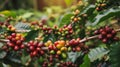 Coffee Beans Ripening on Branch Royalty Free Stock Photo