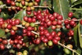 Coffee tree on cofffe tree in cafe plantation Royalty Free Stock Photo