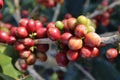 Coffee tree on cofffe tree in cafe plantation Royalty Free Stock Photo