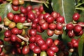 Coffee tree on cofffe tree in cafe plantation Royalty Free Stock Photo