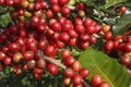Coffee tree on cofffe tree in cafe plantation Royalty Free Stock Photo