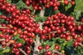 Coffee tree on cofffe tree in cafe plantation Royalty Free Stock Photo