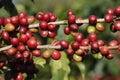 Coffee tree on cofffe tree in cafe plantation Royalty Free Stock Photo