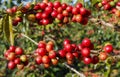 Coffee tree on cofffe tree in cafe plantation Royalty Free Stock Photo