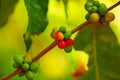 Coffee tree in the farm