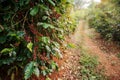 Coffee tree with fresh arabica coffee bean in coffee plantation