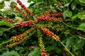 Coffee tree with fresh arabica coffee bean in coffee plantation