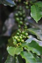 Coffee tree full of green coffee waiting to be picked. Brazil is the largest coffee producer and exporter in the world. Royalty Free Stock Photo