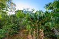 Coffee tree growing on hill in huge plantation Royalty Free Stock Photo