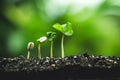 Coffee tree Growing Planting seeds In nature rainy season Royalty Free Stock Photo