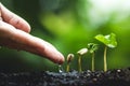 Coffee tree Growing Planting seeds In nature rainy season Royalty Free Stock Photo