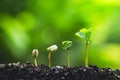 Coffee tree Growing Planting seeds In nature rainy season Royalty Free Stock Photo