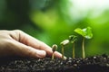 Coffee tree Growing Planting seeds In nature rainy season Royalty Free Stock Photo