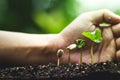 Coffee tree Growing Planting seeds In nature rainy season Royalty Free Stock Photo