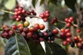 Coffee-tree, Guatemala 17