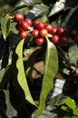 Coffee-tree guatemala