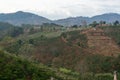 The coffee tree on the hill somwhere near Dalat city - in LamDong- VietNam