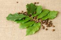Coffee tree leaves and coffee beans Royalty Free Stock Photo