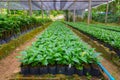 Coffee tree nursery Royalty Free Stock Photo