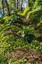 Coffee tree plantation farm Royalty Free Stock Photo