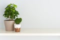 Coffee tree in a pot and heart shaped Ho ya plant in a bowl on the table.Front view. Royalty Free Stock Photo