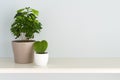 Coffee tree in a pot and heart shaped Ho ya plant in white bowl on the table Royalty Free Stock Photo