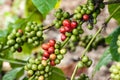 Coffee tree with ripe berries Royalty Free Stock Photo