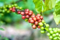 Coffee tree with ripe berries Royalty Free Stock Photo