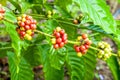 Coffee tree with ripe berries Royalty Free Stock Photo
