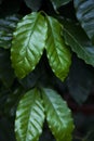 Coffee tree, wet leaves of coffee in gardenhose, close-up, agriculture concept Royalty Free Stock Photo