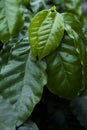 Coffee tree, wet leaves of coffee in gardenhose, close-up, agriculture concept Royalty Free Stock Photo