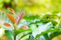 Coffee tree young leaf,leaves of arabica coffee tree nursery plantation