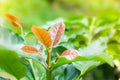 Coffee tree young leaf,leaves of arabica coffee tree nursery plantation