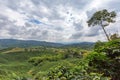 Coffee triangle in colombia Royalty Free Stock Photo