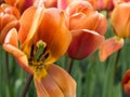 Coffee tulips in Keukenhof Botanical Garden, Holland