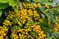 Coffee - yellow fruits still on plant.