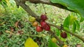 Coffeebean ready for harvest