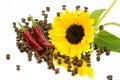 Coffeebeans sunflower mirror Royalty Free Stock Photo