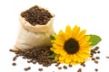Coffeebeans sunflowers Royalty Free Stock Photo