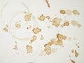 Coffeestains Royalty Free Stock Photo
