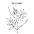 Coffeeweed, or coffee-senna, Senna occidentalis , medicinal plant