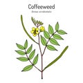 Coffeeweed, or coffee-senna, Senna occidentalis , medicinal plant